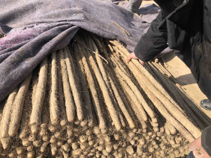 (优质)西施山药，周口原产地山药西施，欢迎采购