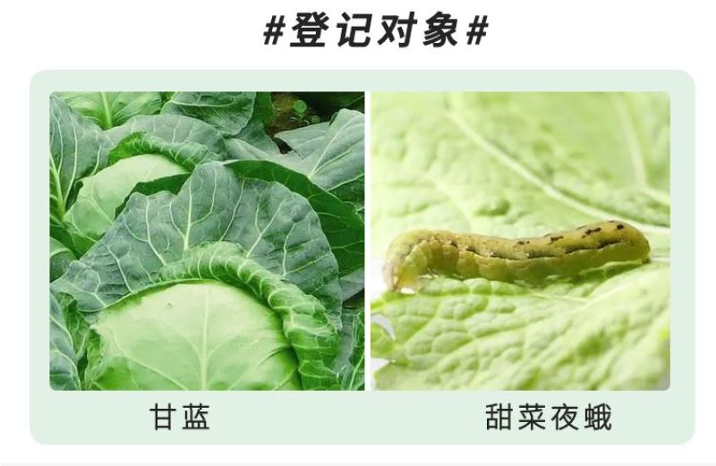 高氯甲维盐菜青虫食心虫小菜蛾卷叶虫稻纵卷叶螟棉铃虫杀虫剂