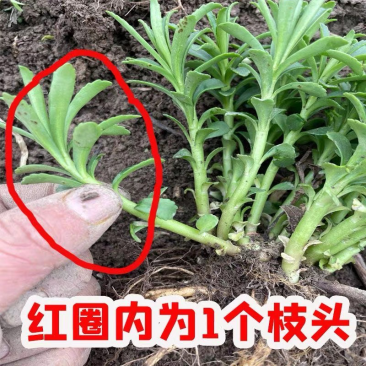 养心菜苗费菜种子救心菜根苗蔬菜种苗特色高钙菜