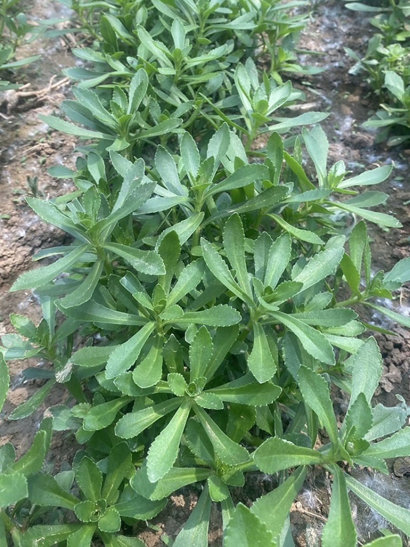 养心菜苗费菜种子救心菜根苗蔬菜种苗特色高钙菜