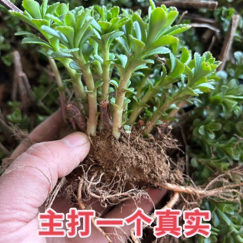 养心菜苗费菜种子救心菜根苗蔬菜种苗特色高钙菜