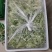土培黄豆芽免费送样，远可寄样。