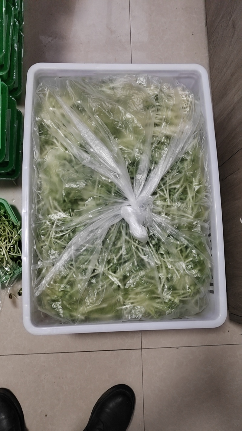土培黄豆芽免费送样，远可寄样。
