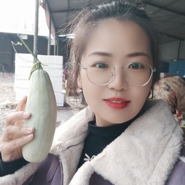 博洋61甜瓜博洋蜜瓜
