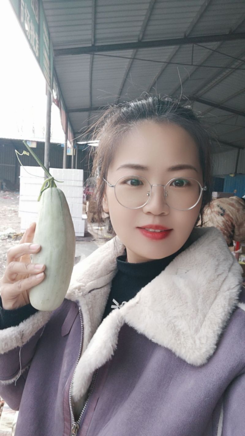 博洋61甜瓜博洋蜜瓜