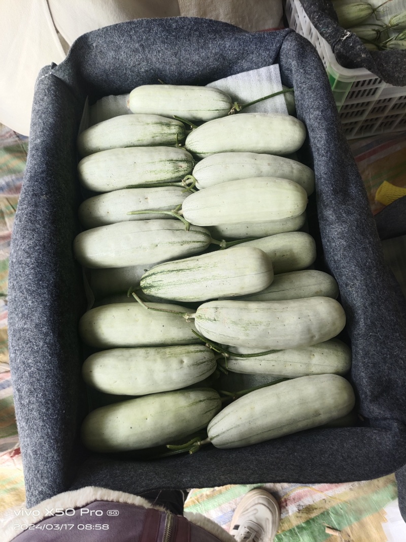 博洋61甜瓜博洋蜜瓜