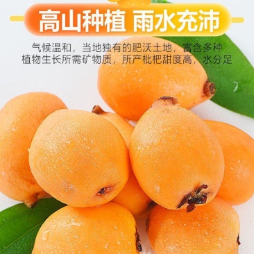 米易枇杷果园直发