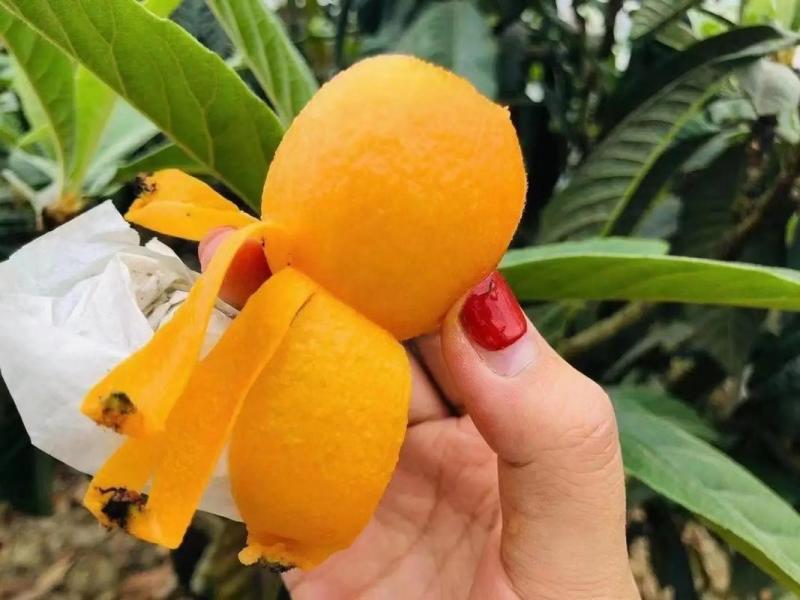 米易枇杷果园直发