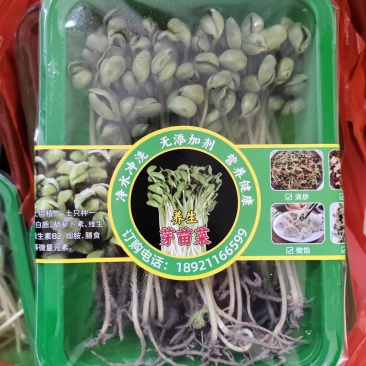 土培黄豆芽