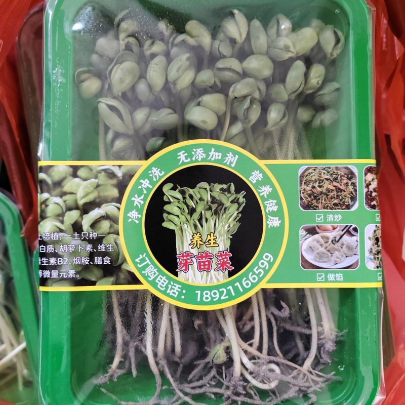 土培黄豆芽