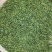 贡芽，绿茶古丈毛尖2025年新茶量大从优欢迎采购热