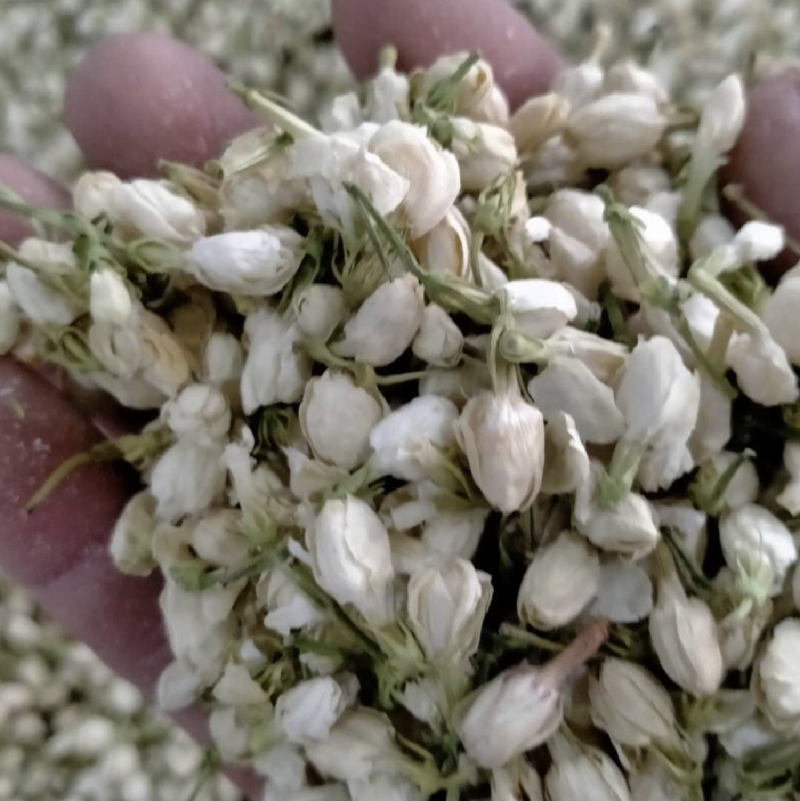 茉莉花振兴药材批发