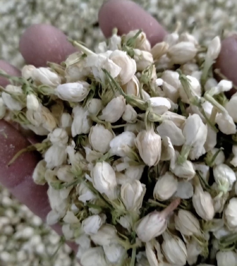 茉莉花振兴药材批发