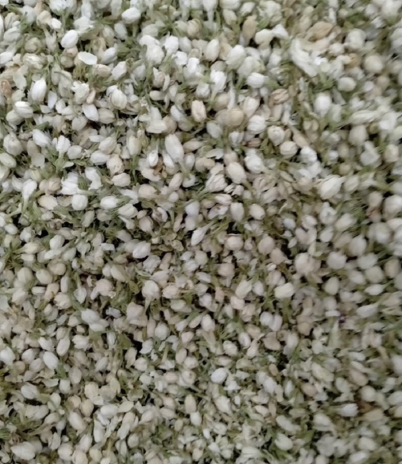 茉莉花振兴药材批发