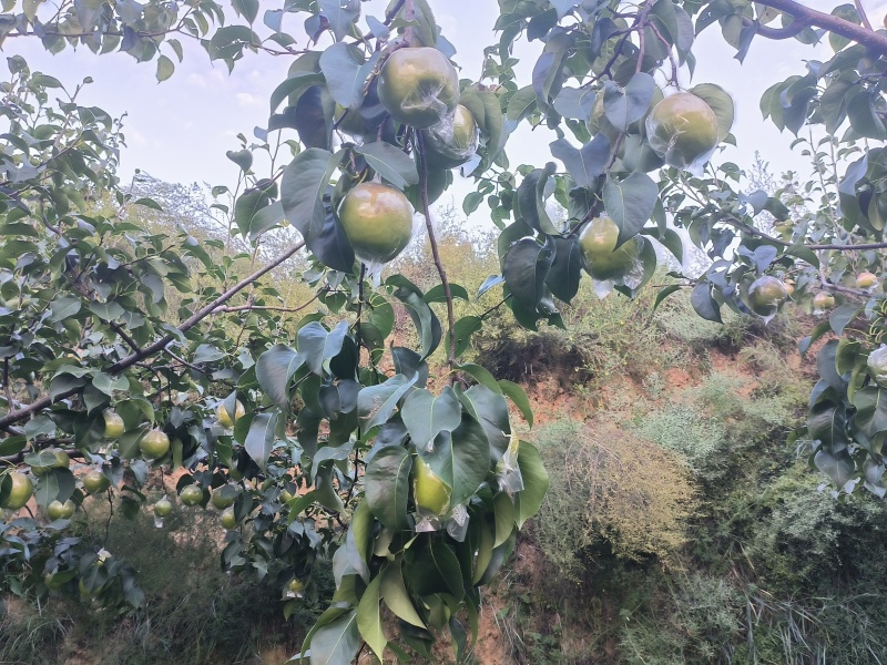 山西隰县玉露香梨整车发，产地直发