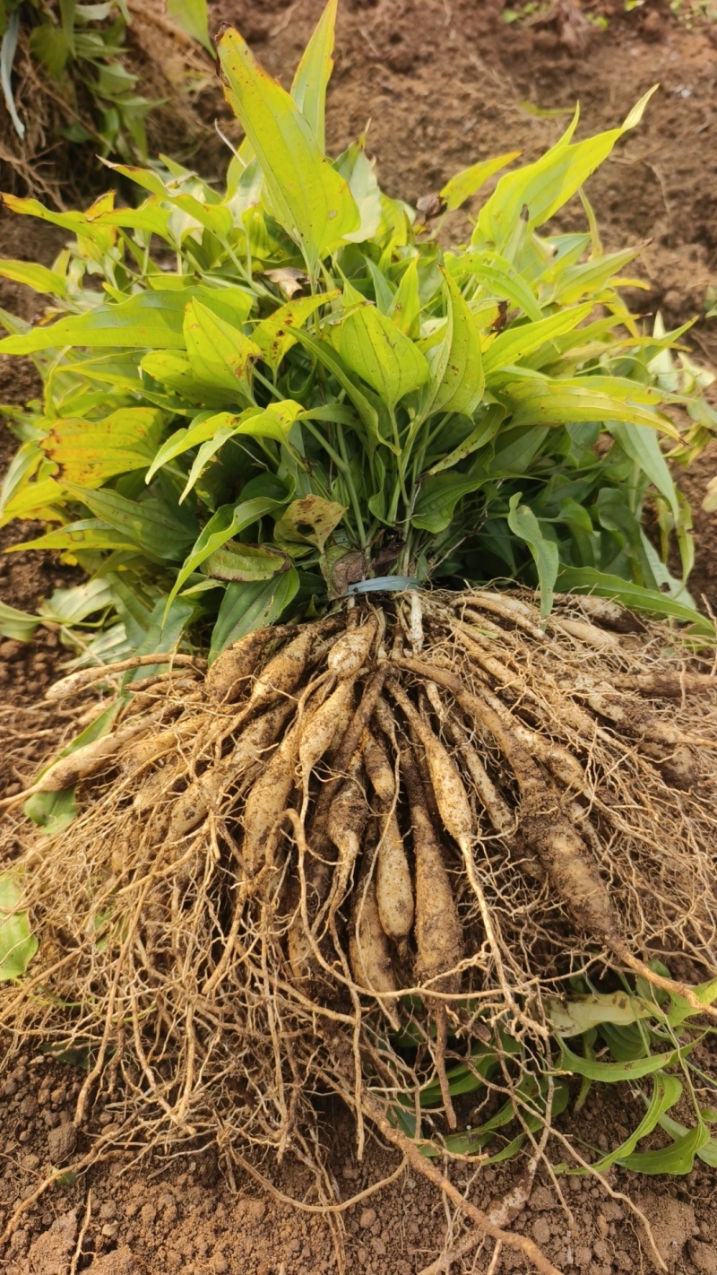 优良百部苗