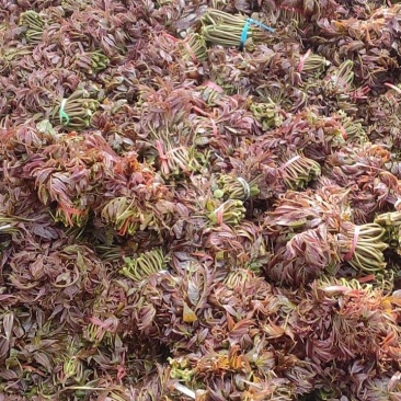 代收红香椿芽