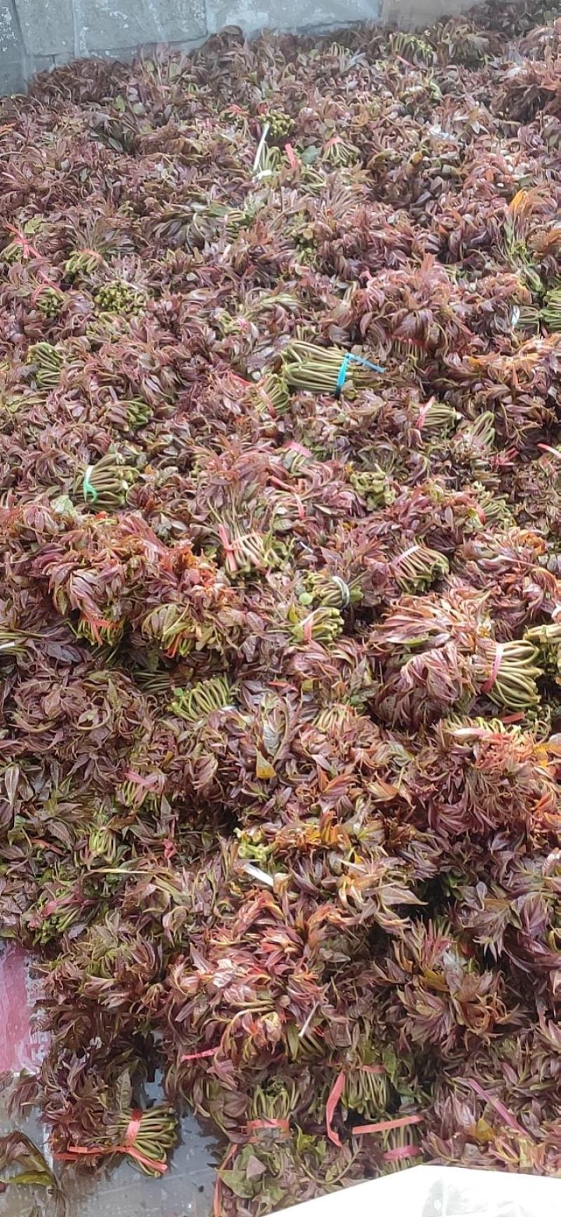 代收红香椿芽
