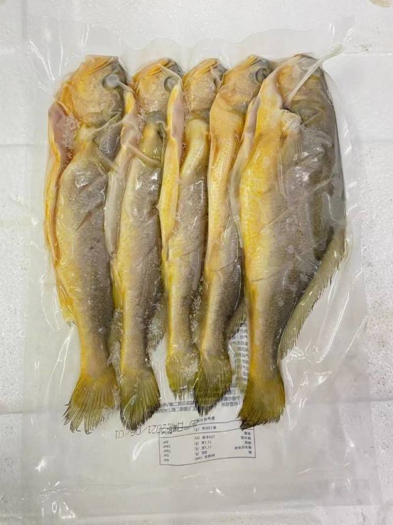 宁德黄花鱼，新鲜直供，健康美味！
