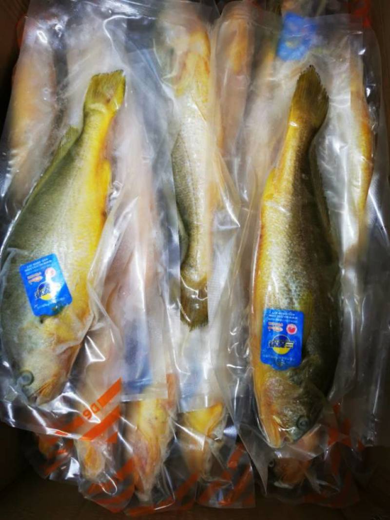 宁德黄花鱼，新鲜直供，健康美味！