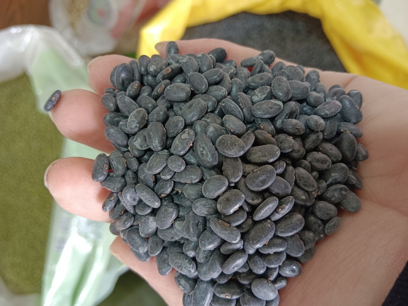 海华农产品芽黑豆