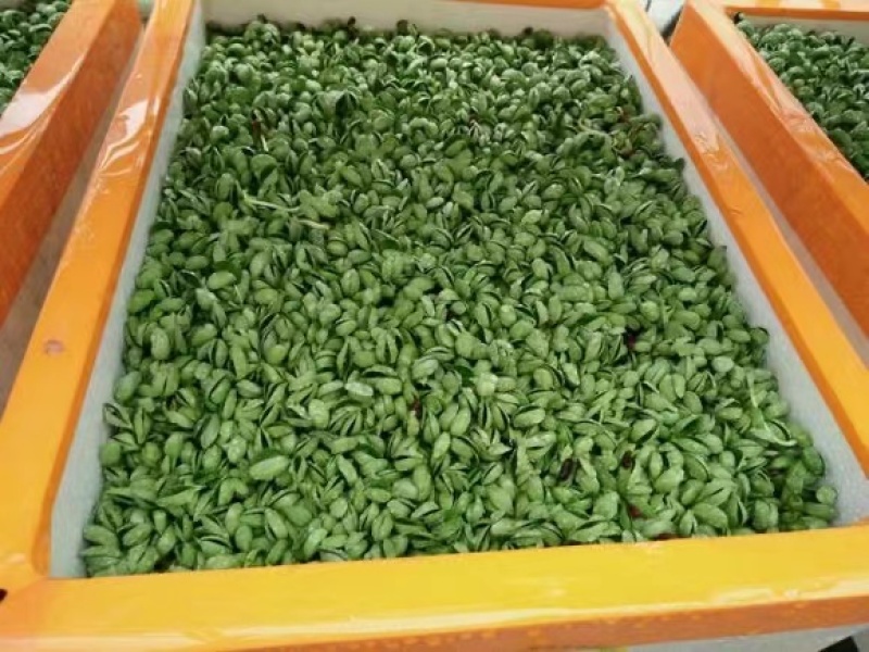 海华农产品芽黑豆