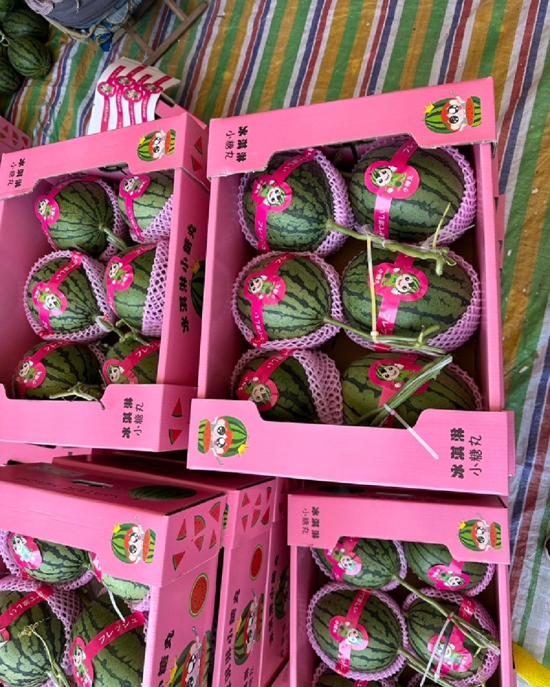 产地一手货源全美2k小糖丸冰激凌西瓜早春红玉新鲜现摘
