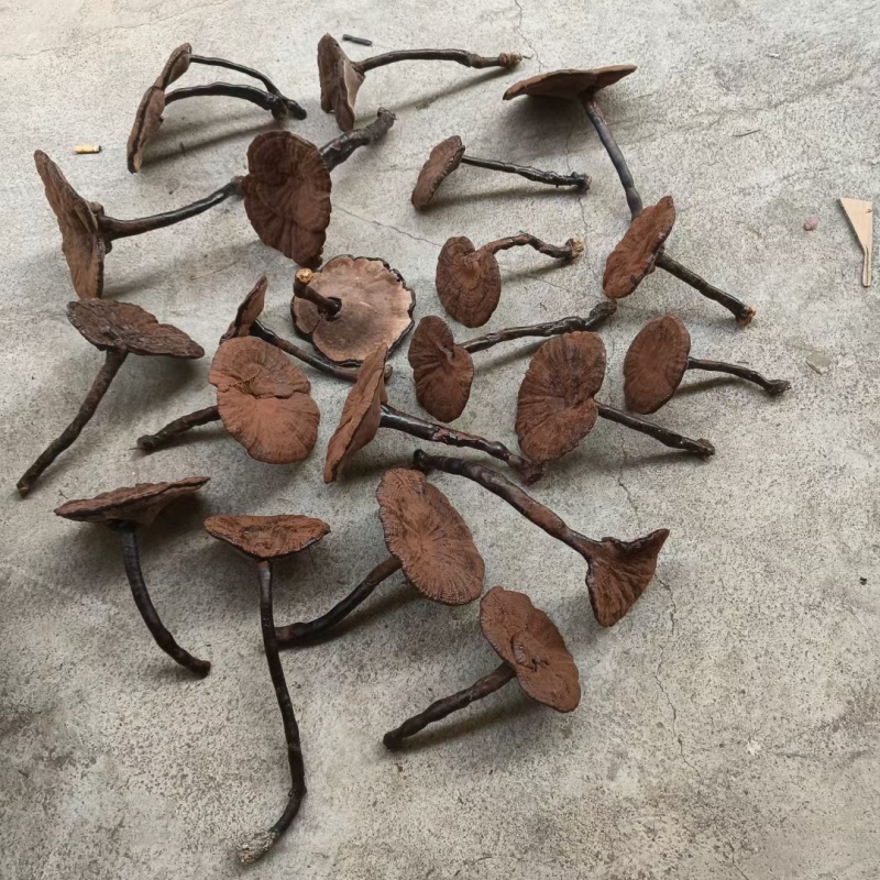 野生灵芝