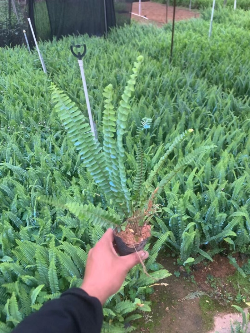 肾蕨小杯中杯基地直销质量优质欢迎老板来电咨询合作