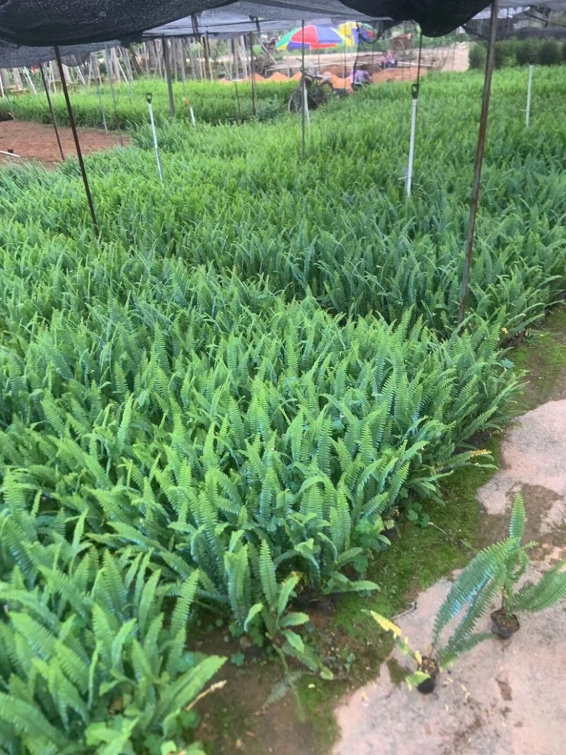 肾蕨小杯中杯基地直销质量优质欢迎老板来电咨询合作