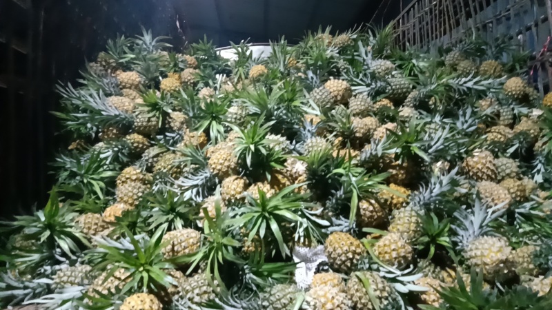 海南菠萝
