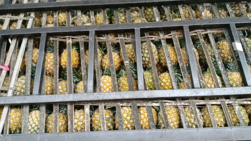 海南菠萝