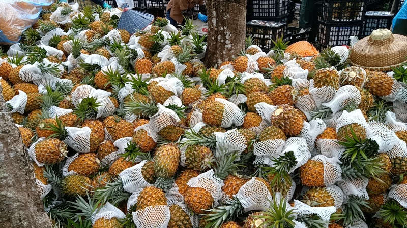 海南菠萝