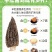 安徽羊肚菌原产地直销批发及零售