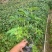 爬山虎小杯中杯基地直销质量优质欢迎老板前来咨询合作
