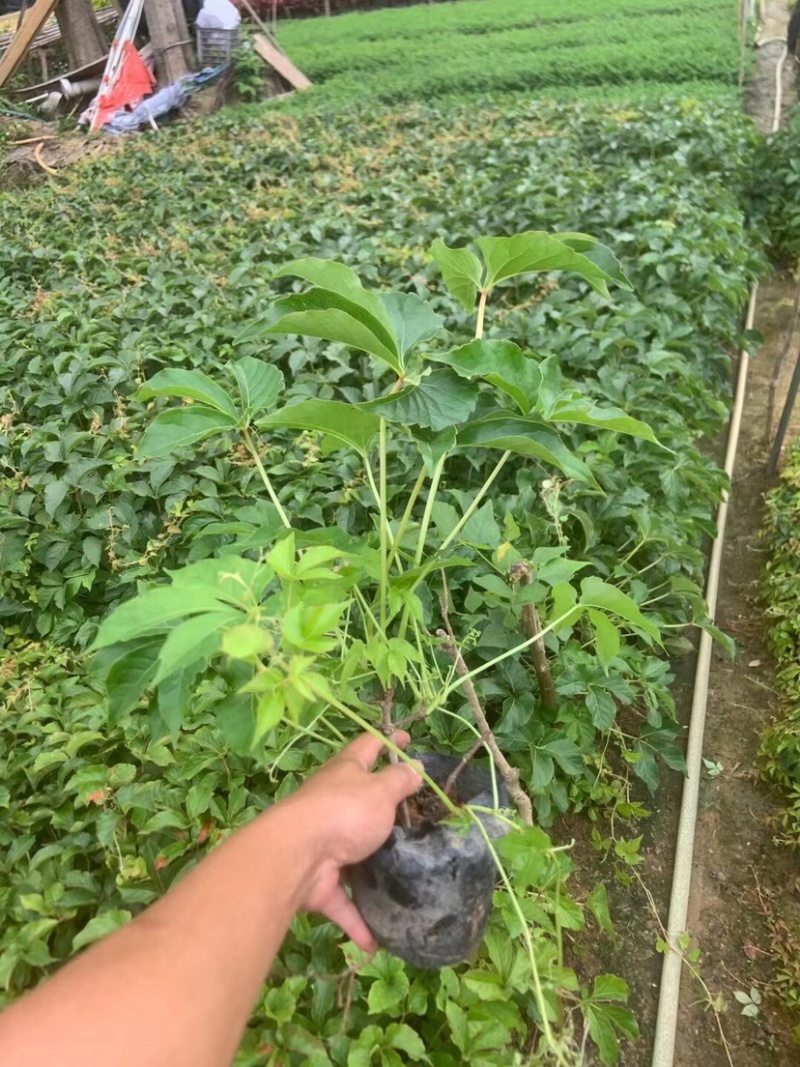 爬山虎小杯中杯基地直销质量优质欢迎老板前来咨询合作