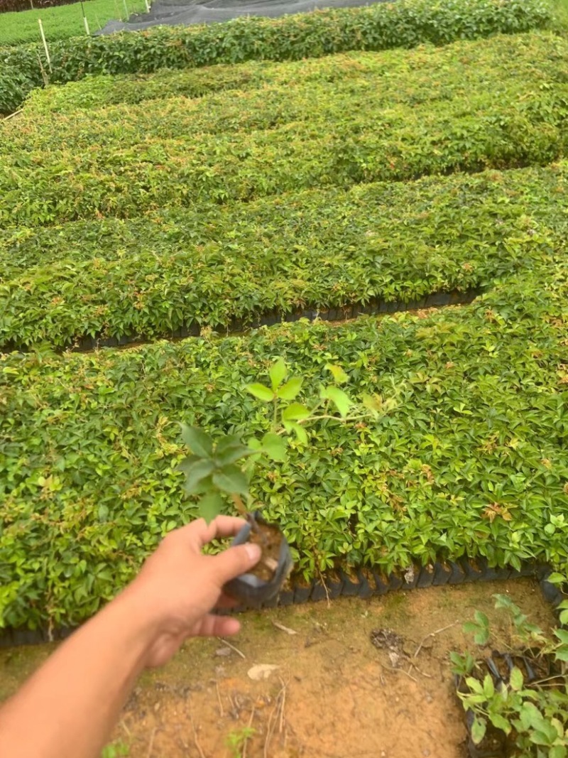爬山虎小杯中杯基地直销质量优质欢迎老板前来咨询合作