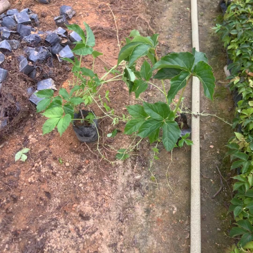 爬山虎小杯中杯基地直销质量优质欢迎老板前来咨询合作