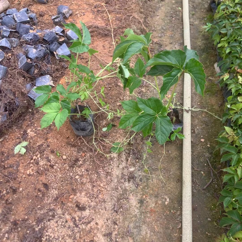 爬山虎小杯中杯基地直销质量优质欢迎老板前来咨询合作