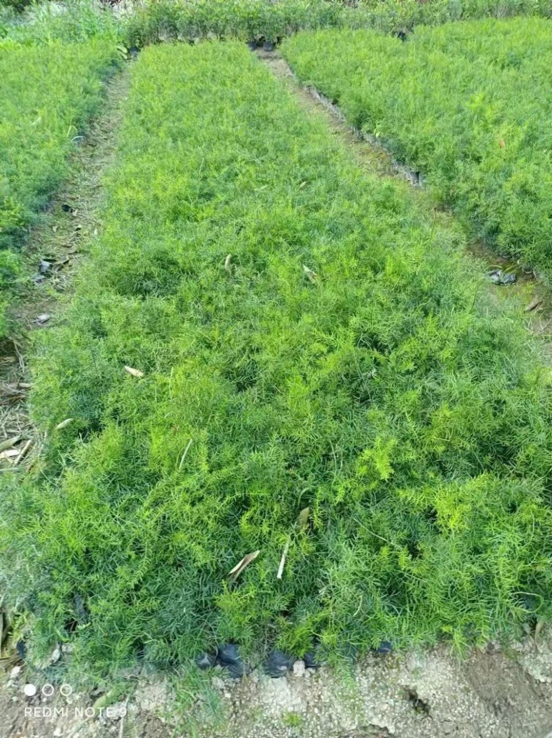 天门冬基地直销质量优质欢迎老板前来咨询合作
