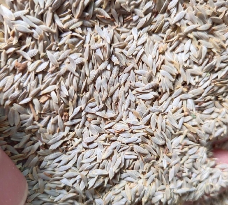 黑巨胜干货黑苣胜白苣胜中药材欢迎选！量大从优！