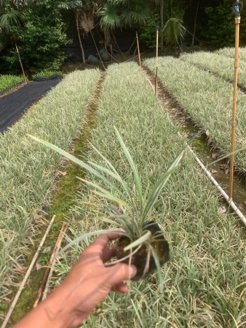 银边草小杯中杯基地直销质量优质欢迎老板来电咨询合作