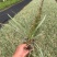 银边草小杯中杯基地直销质量优质欢迎老板来电咨询合作