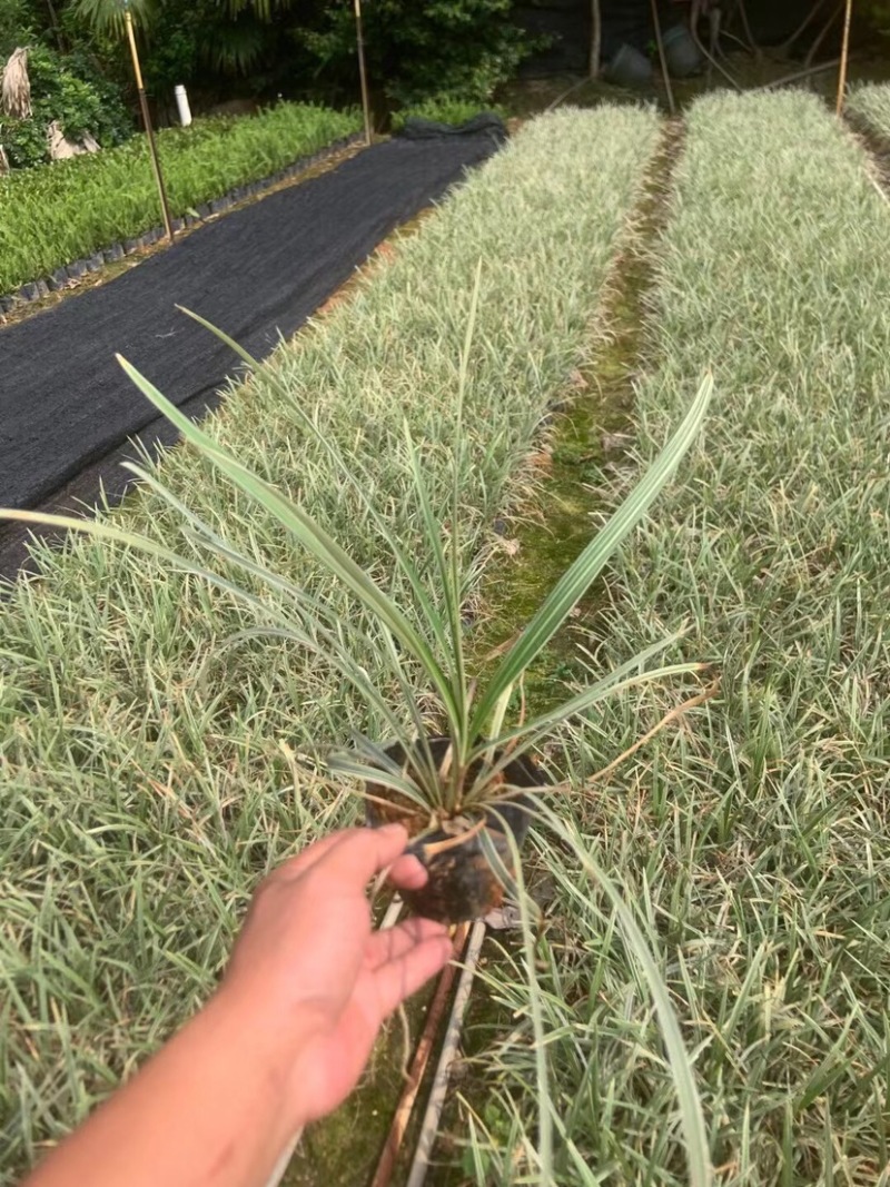 银边草小杯中杯基地直销质量优质欢迎老板来电咨询合作
