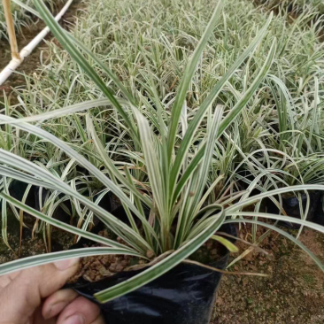 银边草小杯中杯基地直销质量优质欢迎老板来电咨询合作
