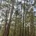 一块930亩另一块1418亩都林场木包路包证，广西博白县