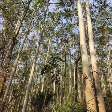一块930亩另一块1418亩都林场木包路包证，广西博白县