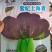 紫红青梗菜种子紫叶小青菜种子红色青梗菜种子