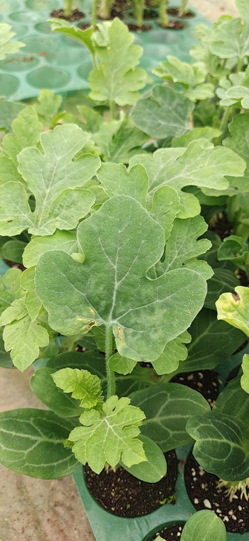 新鲜西瓜苗，东昌府区当地种植，优质品种，欢迎选购！