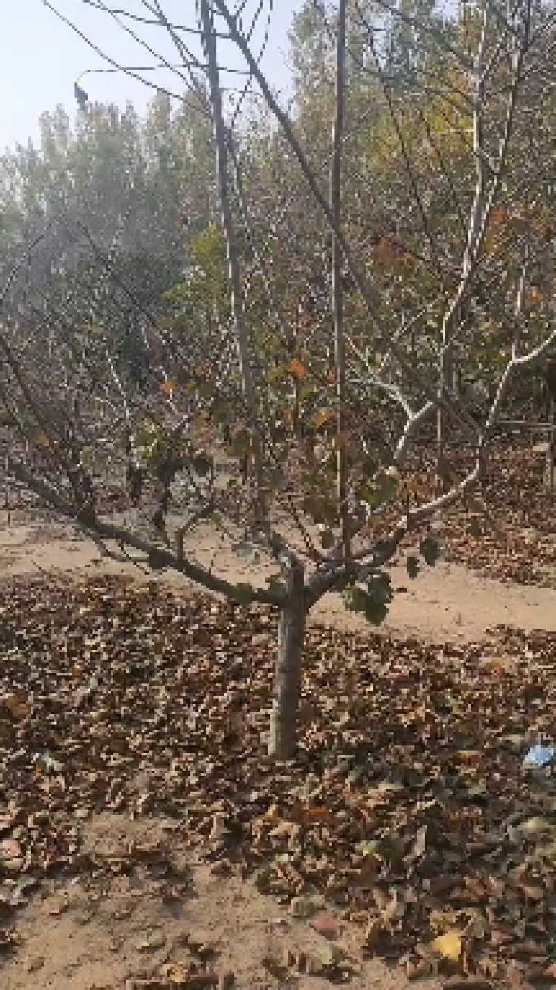 山楂苗基地，质量保证，诚信经营，成活率高